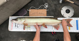 F8 #EveryCast FAT Boy Muskie Bumper